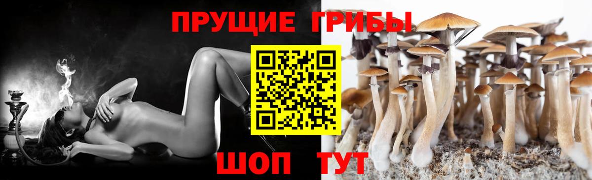 Псилоцибиновые грибы GOLDEN TEACHER Дербент